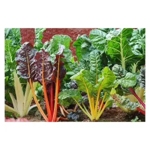 Graines de Blette en Mélange de Couleurs résistantes