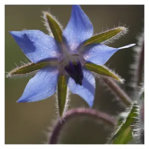 Graines de Bourrache Officinale Bleue – Plante Aromatique, Médicinale et Mellifère