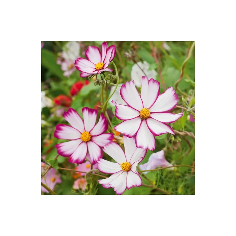 Graines de Cosmos Bipinnatus Picotée pour un jardin fleuri