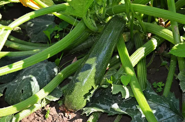 Semis de Courgettes : Guide Complet pour Réussir vos Plants