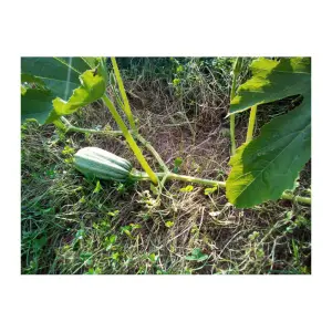 Graines de Courgette Tabergmouzt du Maroc Cucurbita pepo.