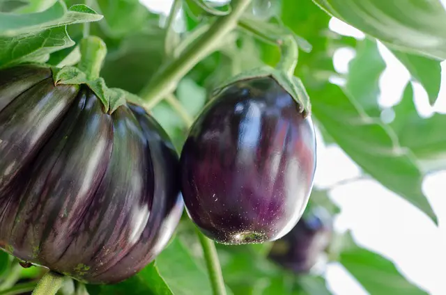 Cultiver l&rsquo;Aubergine : Guide Complet pour Réussir vos Plants