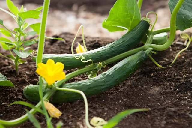 Semis de Concombres : Guide Complet pour Réussir vos Plants