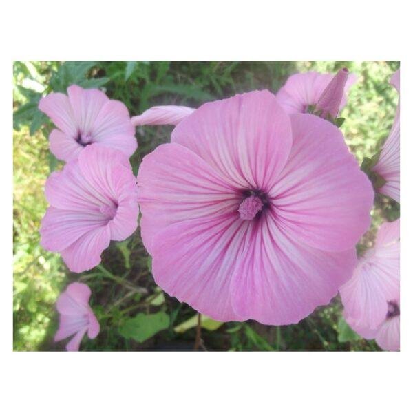 Semences de Lavatère (Lavatera trimestris) – Image 2