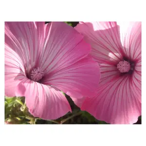 Semences de Lavatère (Lavatera trimestris)