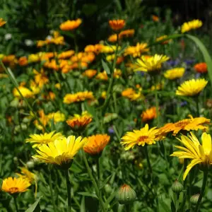 Semences de Souci Officinal Calendula officinalis fleur comestible.