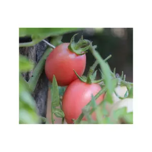 Graines de Tomate Pink Thai Egg