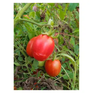 Graines de Tomate Rouge Roi Humbert ancienne productive.