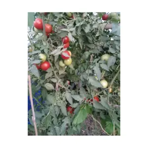 Semences de Tomate Sasha Altaï pour potager et culture en pot