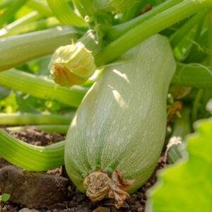 Semences de Courgette Blanche de Trieste (Bianca di Trieste)