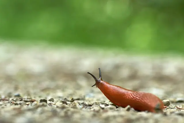 Comment Lutter Contre les Limaces Naturellement ?