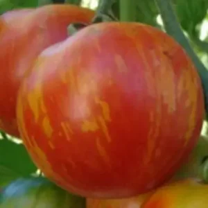 Tomate Tigerella – variété bigarrée précoce à semer au potager en avril-mai