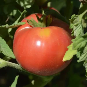 Tomate Ponderosa Pink – variété ancienne charnue à semer au potager
