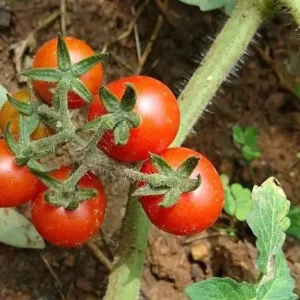 Tomate Cerise Petit Moineau – variété ancienne rustique à semer au potager