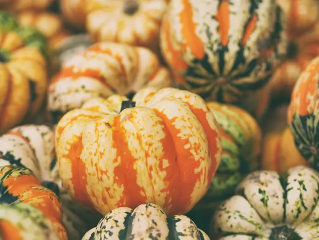Graines de Courge Sweet Dumpling – Variété Patidou Sucrée et Savoureuse