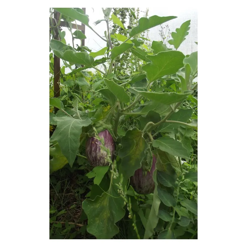 Semences d'Aubergine Listada De Gandia (Solanum melongena)