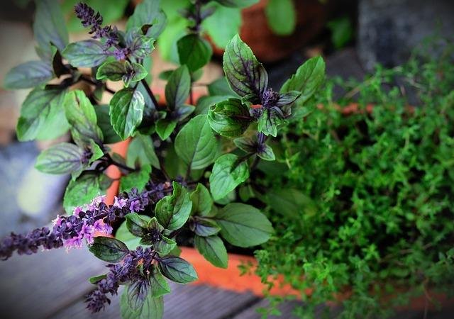 basil bush basil 5331709 640
