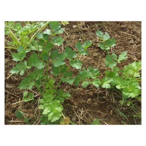 Graines de Céleri Branche – Légume Croquant et Riche en Saveurs
