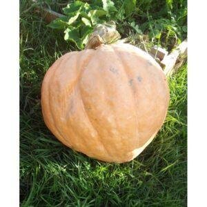 Semences de Citrouille (Cucurbita pepo)