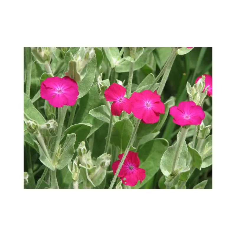 Semences de Coquelourde Lychnis coronaria pour jardin sec.