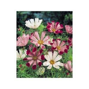 Semences de Cosmos Sea Shells Mix (Cosmos bipinnatus)