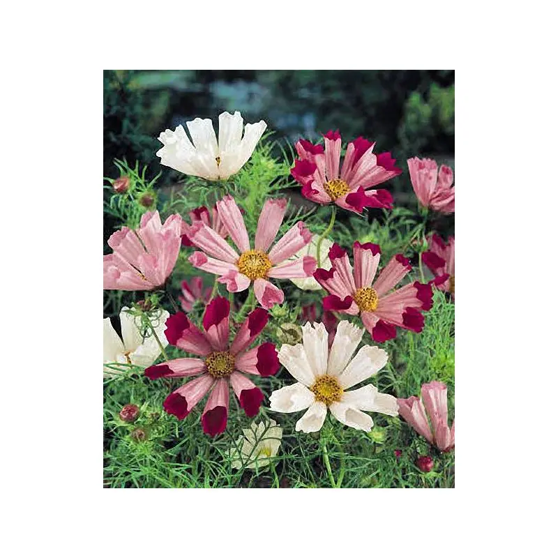 Semences de Cosmos Sea Shells Mix (Cosmos bipinnatus)