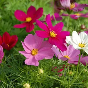 Semences de Cosmos Sensation Couleurs Variées (Cosmos bipinnatus)