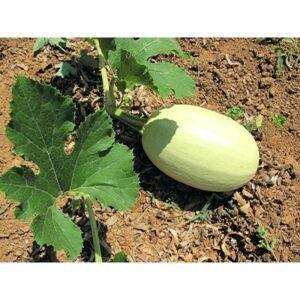 Semences de Courge Spaghetti (Cucurbita pepo)