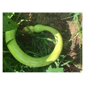 Semences de Courge Trombetta d'Albenga