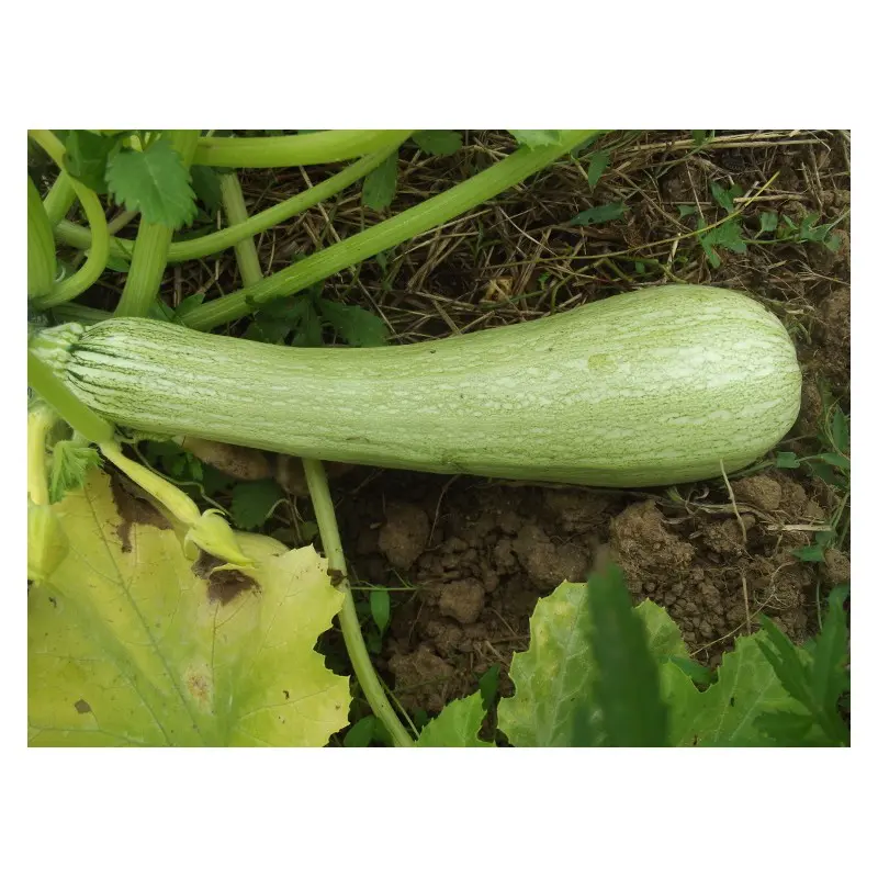 Semences de Courgette Genovese (Cucurbita pepo)