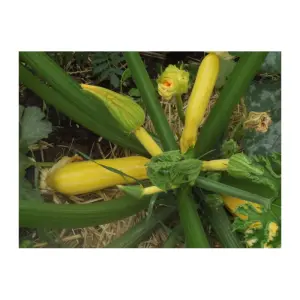 Semences de Courgette Gold Rush (Cucurbita pepo)