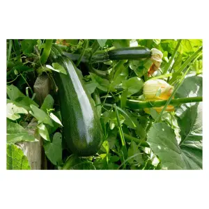 Semences de Courgette Verte Maraîchère (Cucurbita pepo)