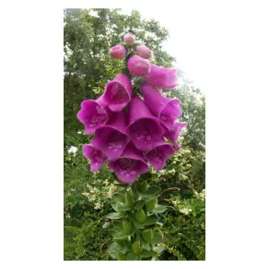 Semences de Digitale Pourpre (Digitalis purpurea)