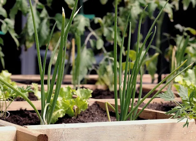 Découvrez les joies du jardinage avec des bacs potagers !