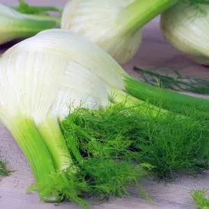 Graines de Fenouil de Florence – Plante Aromatique et Potagère