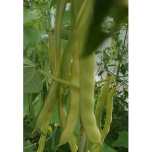 Semences de Haricot à Rames Goldfield (Phaseolus vulgaris)
