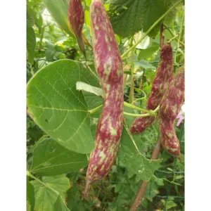Semences de Haricot à Rames Borlotto à Écosser (Phaseolus vulgaris)