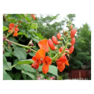 Graines de Haricot d’Espagne Lady Di – Variété Grimpante et Productive