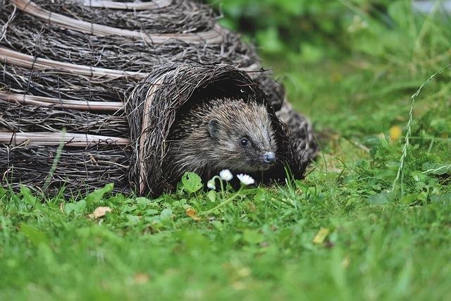 hedgehog 5596669 640