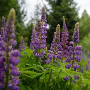 Semences de Lupin de Russell – Couleurs Variées