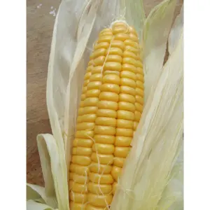 Graines de Maïs Doux Golden Bantam – Variété Ancienne et Sucrée