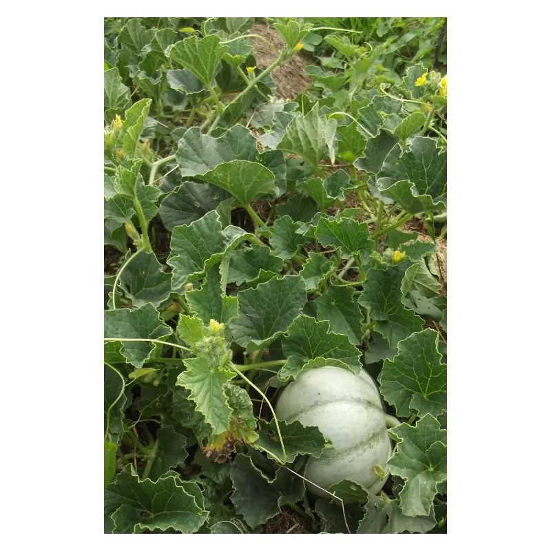 Semences de Melon Charentais