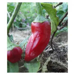 Semences de Piment de la Bresse (Capsicum annuum)