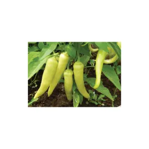 Semences de Poivron Sweet Banana (Capsicum annuum)