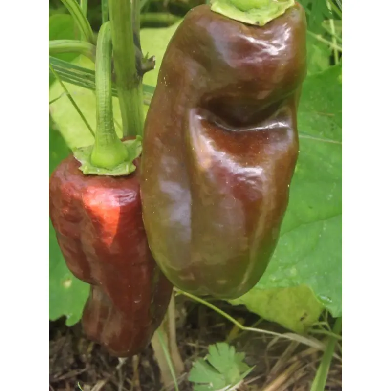 Semences de Poivron Chocolat (Capsicum annuum)