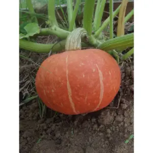Semences de Potimarron (Cucurbita maxima)