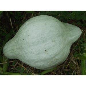 Semences de Potiron Blue Hubbard (Cucurbita maxima)