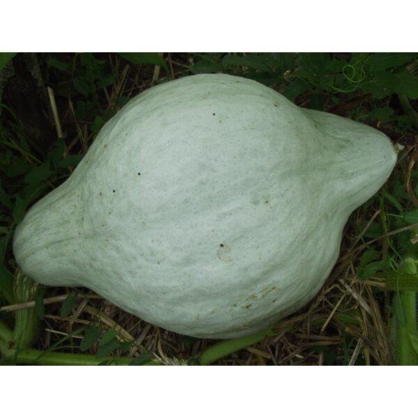 Semences de Potiron Blue Hubbard (Cucurbita maxima)