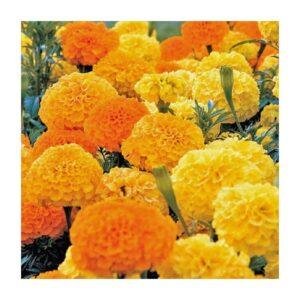Semences de Rose d’Inde Crackerjack Mix (Tagetes erecta)