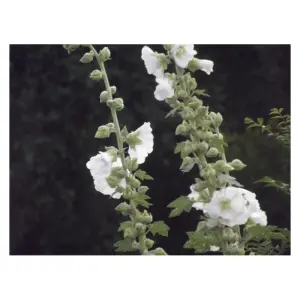 Graines de Rose Trémière Blanche – Plante Vivace à Floraison Abondante